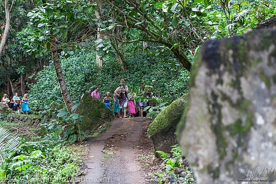 Taro Patch, New Year 2013
