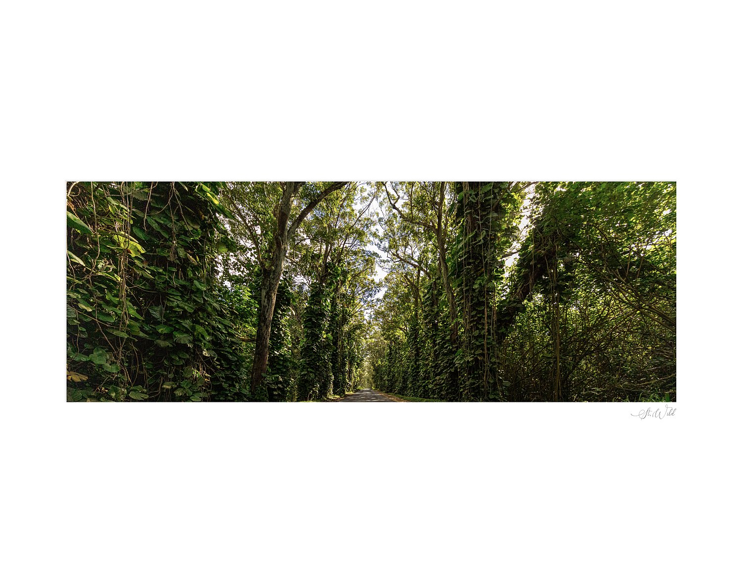 Tree Tunnel Poipu | treeTunnel_in11x14.jpg