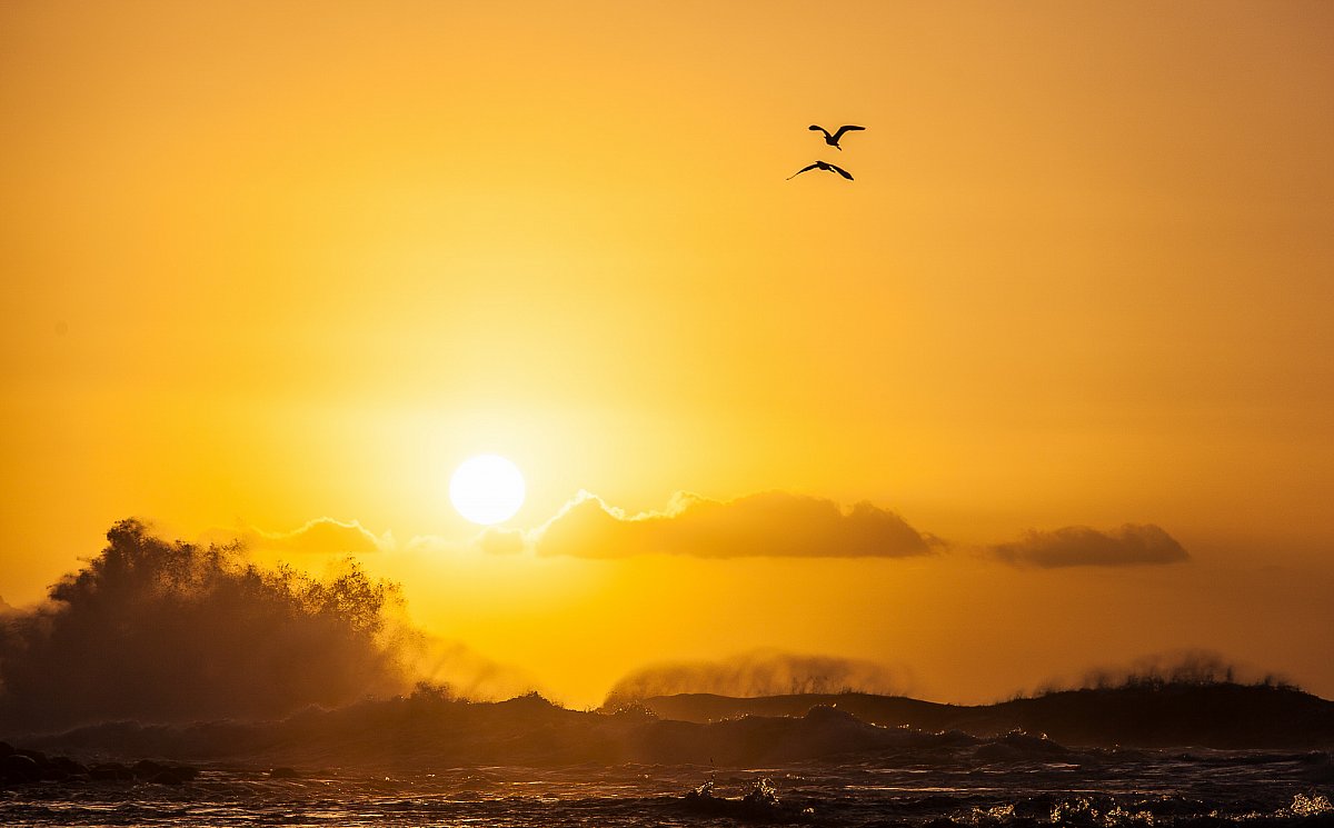 wild-kauai-keeBirds01-714.jpg